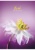 Füzet, tűzött, A4, vonalas, 80 lap, SHKOLYARYK "Floral Teory", vegyes
